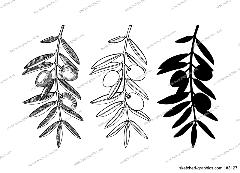 Hand drawn olive branches set. Decorative twigs with leaves and fruits in engraved, silhouette and line art style. Botanical illustration of popular Italian or Greek plant.