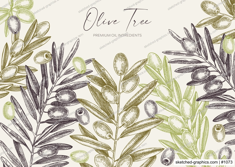 Sketched olive tree branches banner design. Hand drawn fruit and leaves background in engraved style. Vegetable oil ingredients border template for print. Olive plant sketches in vintage colors