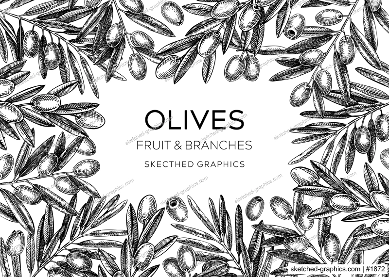Sketched olive tree branches frame design. Hand drawn fruit and leaves background in engraved style. Vegetable oil ingredients banner template for print. Olive plant sketches isolated on white