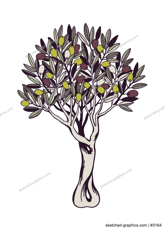 Olive tree vector illustration. With decorative twigs with leaves and olive fruit in color. Natural olive oil ingredient in engraved style. Healthy food plant isolated on white background