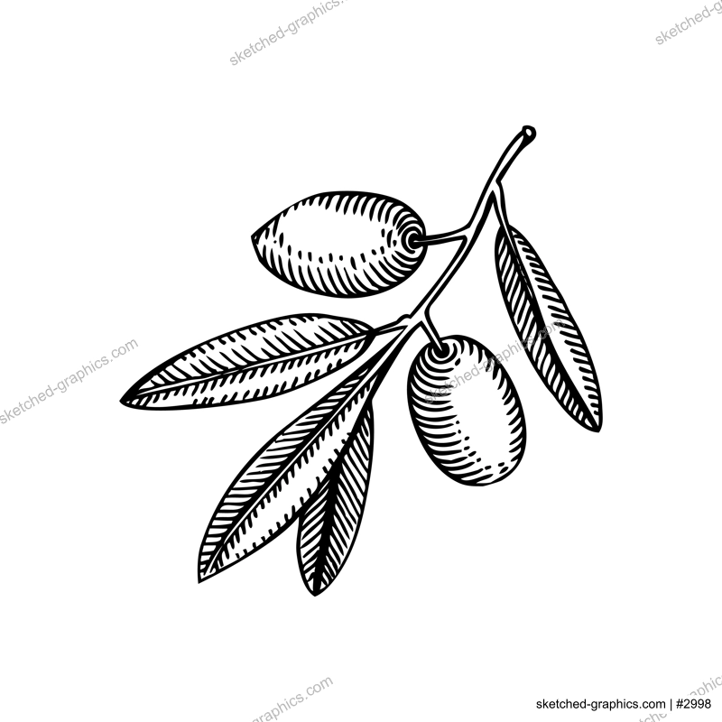 Decorative  olive tree branch with leaves and fruit illustration isolated on white background. Olive tree twigs drawings in vintage engraved style. Vector food illustration for oil packaging design