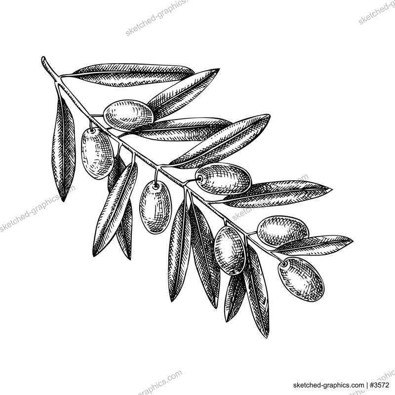 Hand drawn olive tree branch with leaves and fruit sketch isolated on white background. Olive tree twig botanical drawings in engraved style. Vector food illustration for oil packaging design