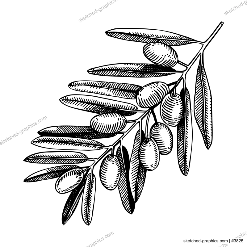 Decorative  olive tree branch with leaves and fruit illustration isolated on white background. Olive tree twigs drawings in vintage engraved style. Vector food illustration for oil packaging design