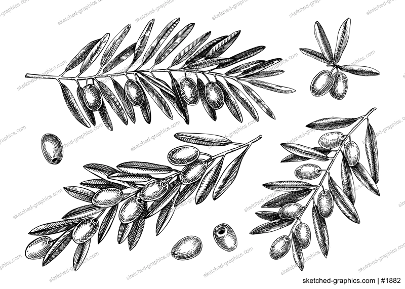 Hand drawn olive tree branches with leaves and fruit sketches collection isolated on white background. Olive tree twigs drawings in engraved style. Vector food illustration for oil packaging design