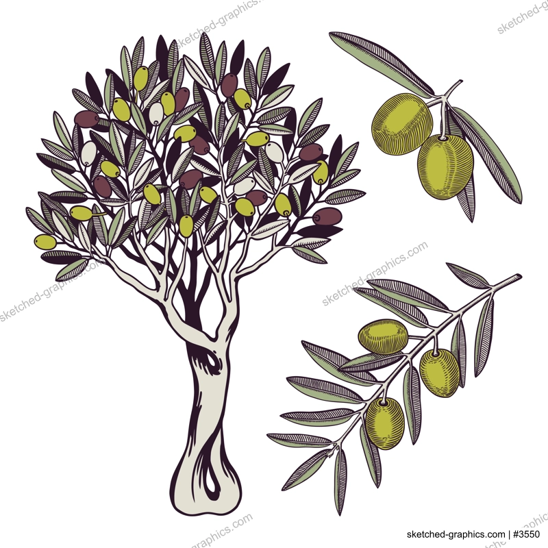 Olive tree vector illustrations set. Decorative twigs with leaves and olive fruit in color. Natural olive oil ingredient in engraved style. Healthy food plant isolated on white background