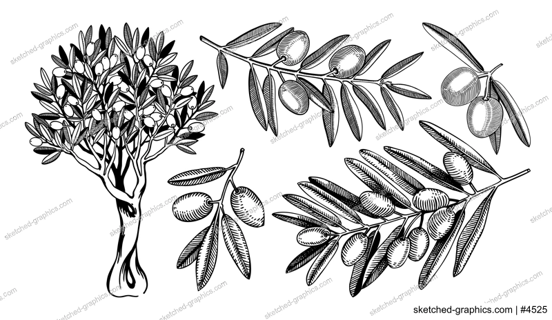 Hand drawn olive tree branches with leaves and fruit sketches collection isolated on white background. Olive tree drawings in engraved style. Vector food illustration for oil packaging or product desi