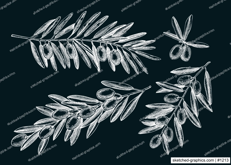 Olive tree branches sketches on chalkboard. Hand-drawn vector illustration. Olive tree drawings in engraved style. Vector food design elements, oil packaging design