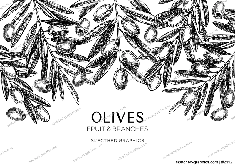 Olives background. Olive tree branches sketches. Mediterranean food menu design in retro style. Hand-drawn vector illustration. NOT AI generated.