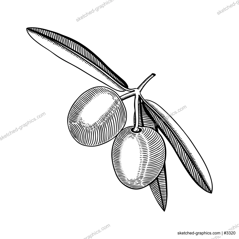 Olives with leaves vector illustration. Traditional Greek ang Italian food ingredient isolated on white background. Natural oil ingredient drawings. Ripe raw olive fruit sketches in engraved style