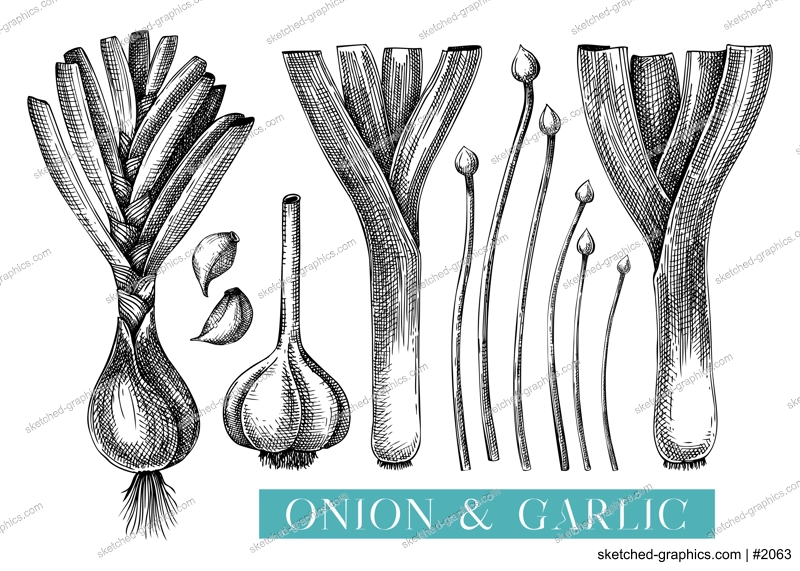 Fresh onion sketches set. Hand-sketched Vegetable illustrations. Healthy food plant. Vector drawing of raw cultivated onion, leek, chives, garlic. For packaging, recipes, menus design.