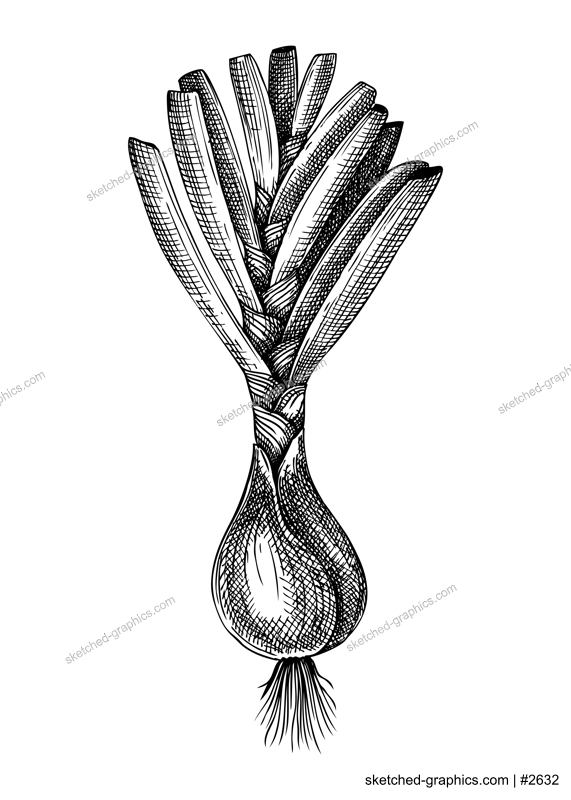 Fresh onion sketches collection. Garden root vegetable drawing. Hand-sketched food plant illustration. Raw cultivated onion. For grocery, markets, packaging