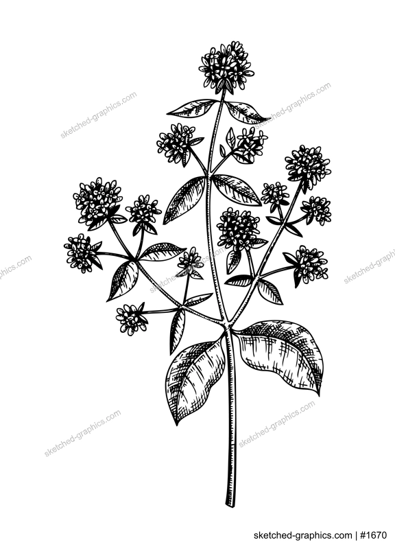 Hand sketched origanum botanical illustration with leaves and flowers. Wild marjoran - hand-drawn medical herbs and spices. Engraved style herbal plant on white background. Healthy tea ingredients