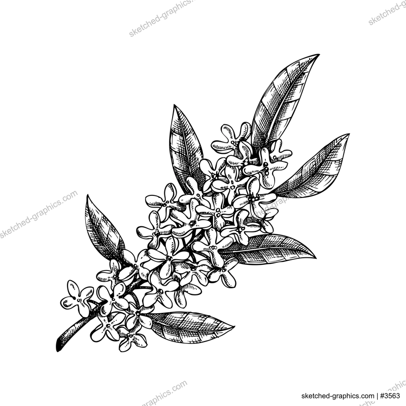 Osmanthus, tea olive branch sketch. Aromatic plant hand-drawn vector illustration. Cosmetics and perfumery ingredient. NOT AI generated
