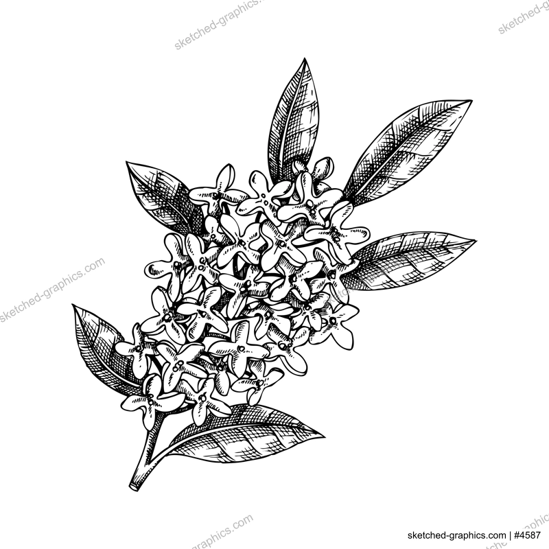 Osmanthus, tea olive branch sketch. Aromatic plant hand-drawn vector illustration. Cosmetics and perfumery ingredient. NOT AI generated