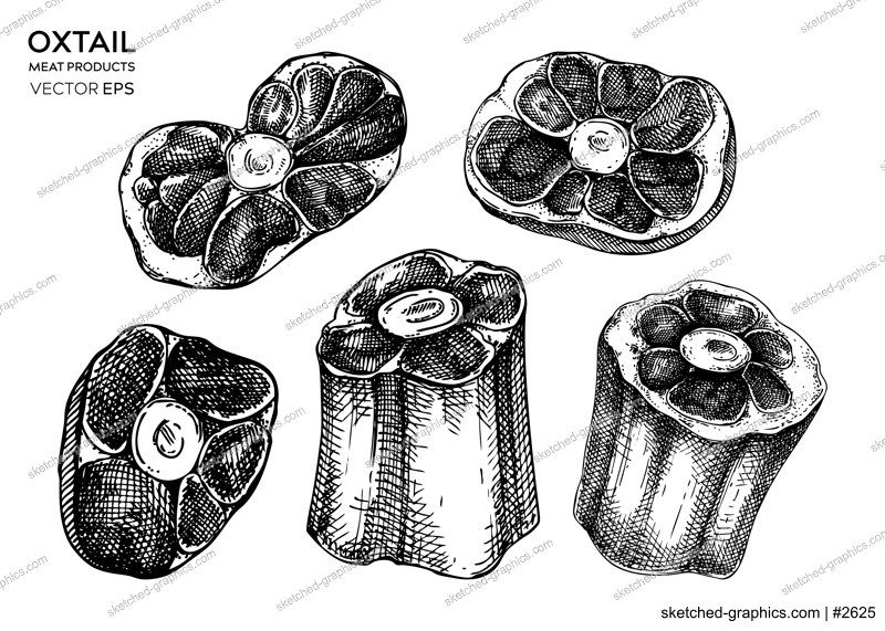 Vector raw oxtail with meat sketches set. Hand drawn tail parts of cattle isolated on white background. Engraved food illustration for butchery, recipes, menu in vintage style. 