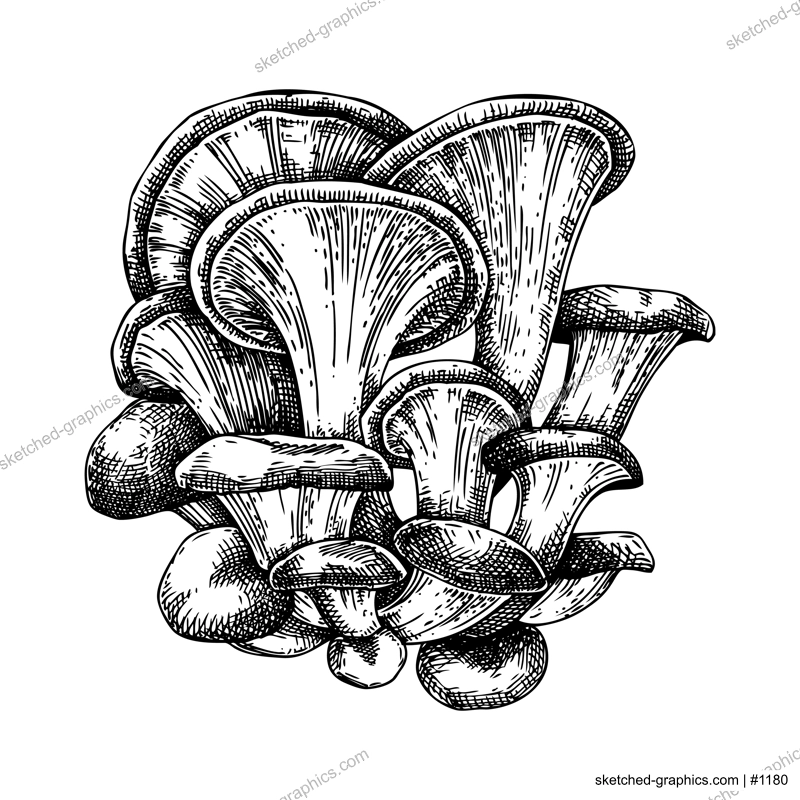 Oyster mushroom sketch. Hand drawn edible fungus illustration. Fungal protein, mycoprotein source, plant-based product ingredient, healthy food design element. Forest plant isolated on white backgroun