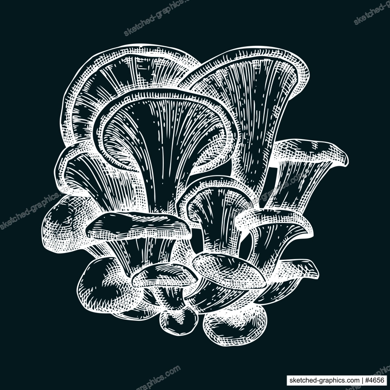 Oyster mushroom sketch. Hand drawn edible fungus illustration. Fungal protein, mycoprotein source, plant-based product ingredient, healthy food design element. Forest plant on chalkboard