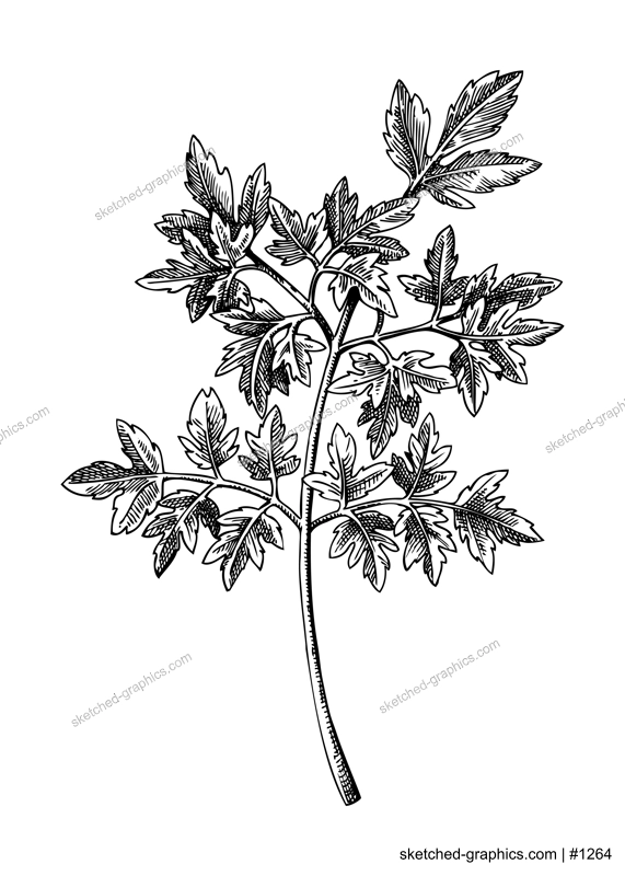 Fresh parsley sketch. Hand-sketched Vegetable illustration. Healthy food  herbal plant. Vector drawing of raw cultivated parsley. Herbs for grocery, markets, packaging, recipes, menus design.