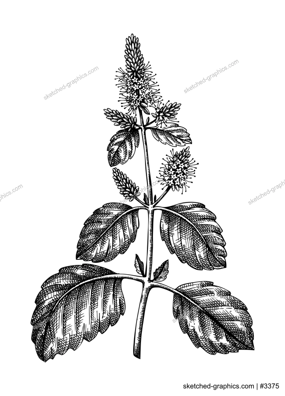 Hand sketched illustration of Patchouli with leaves and flowers. Vintage perfumery and cosmetics materials or alternative medicine ingredient sketch. Vector patchouli drawing