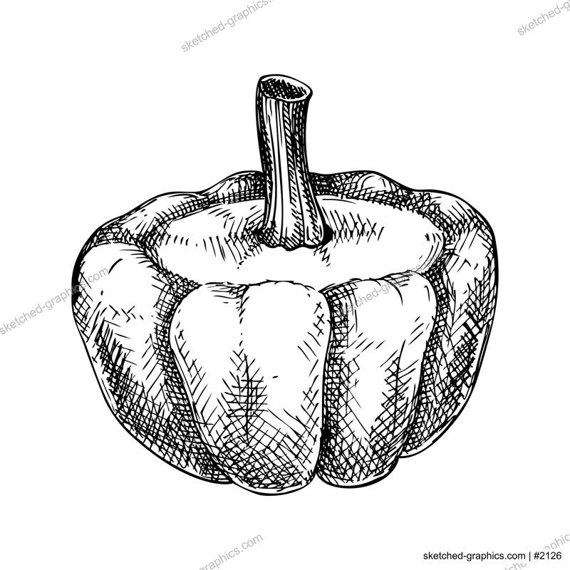 Fresh Pattypan squash sketch. Hand-sketched Vegetable illustration. Healthy food plant. Vector drawing of raw cultivated summer squash. Patisson for grocery, markets, packaging, recipes, menus design.