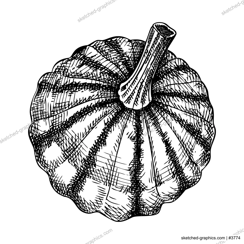 Fresh Pattypan squash sketch. Hand-sketched Vegetable illustration. Healthy food plant. Vector drawing of raw cultivated summer squash. Patisson for grocery, markets, packaging, recipes, menus design.