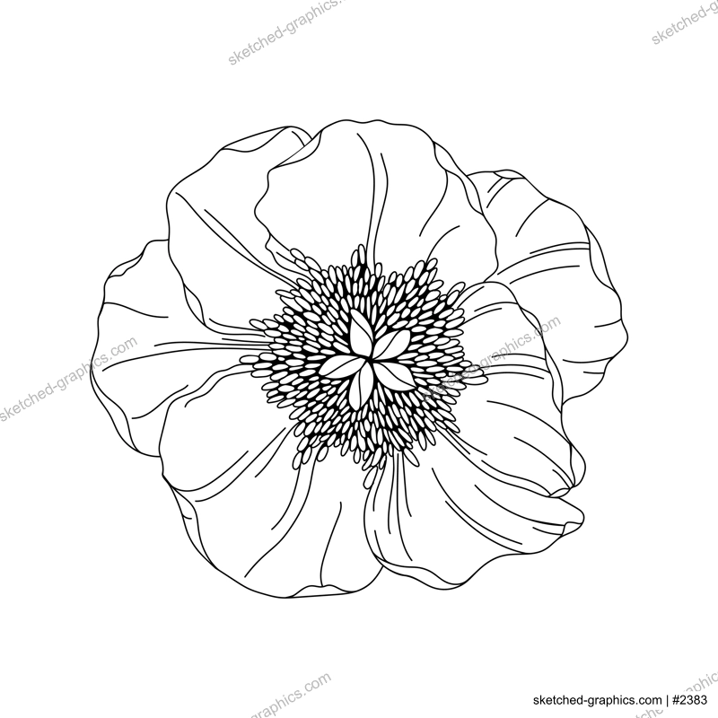 Peony flower bud illustration. Modern botanical drawing for pattern, logo, template, banner, posters, invitation, and greeting card design. Black peony outline. Spring wildflower design.