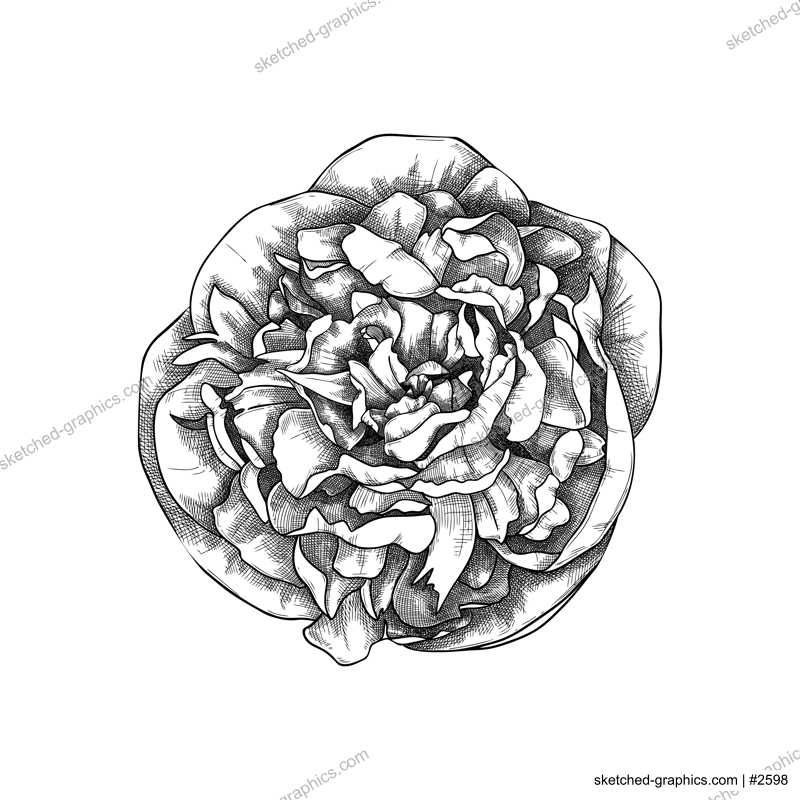 Hand-sketched peony flower illustration. Botanical drawing of summer florals. Hand-drawn garden peony bud. Engraved style floral drawing on white background.
