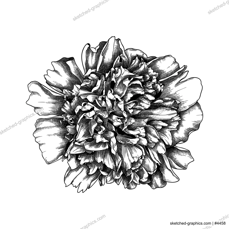 Hand-sketched peony flower illustration. Botanical drawing of summer florals. Hand-drawn garden peony bud. Engraved style floral drawing on white background. 