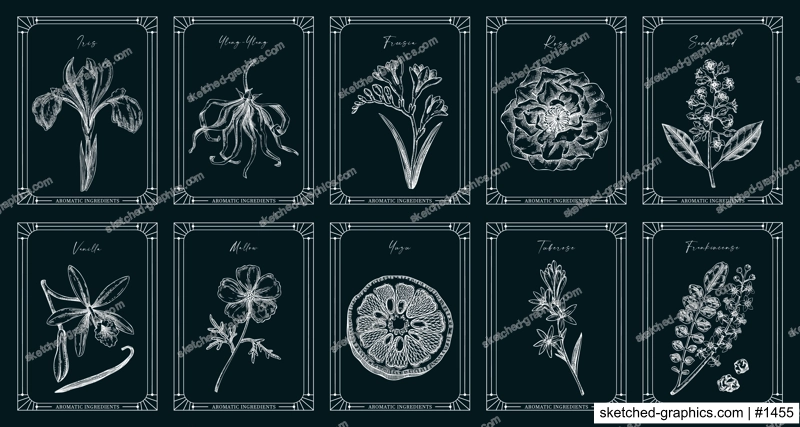 Vector set of botanical perfumery and cosmetic product label templates. Vintage hand-drawn illustration on chakboard. Retro style perfume designs. NOT AI generated 