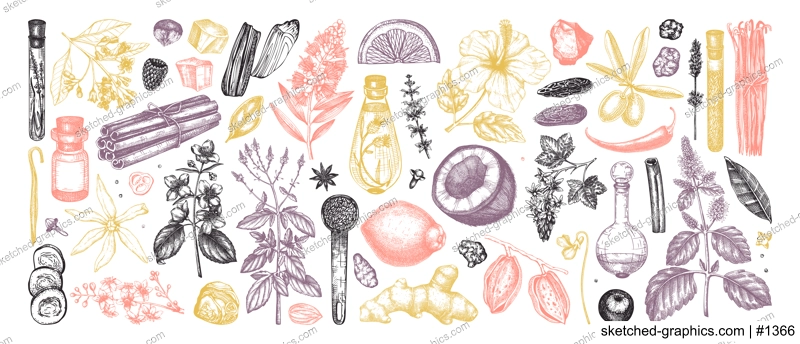 Perfumery and cosmetics ingredients collection. Flower, fruit, spice, herb sketches.  Aromatic plants hand drawn vector illustration.