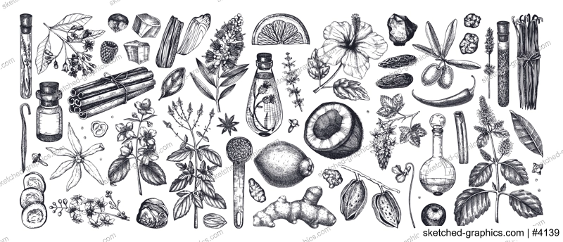 Perfumery and cosmetics ingredients collection. Flower, fruit, spice, herb sketches.  Aromatic plants hand drawn vector illustration.