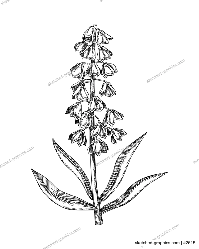 Persian lily flower sketch. Poisonous plant hand-drawn vector illustration. NOT AI generated