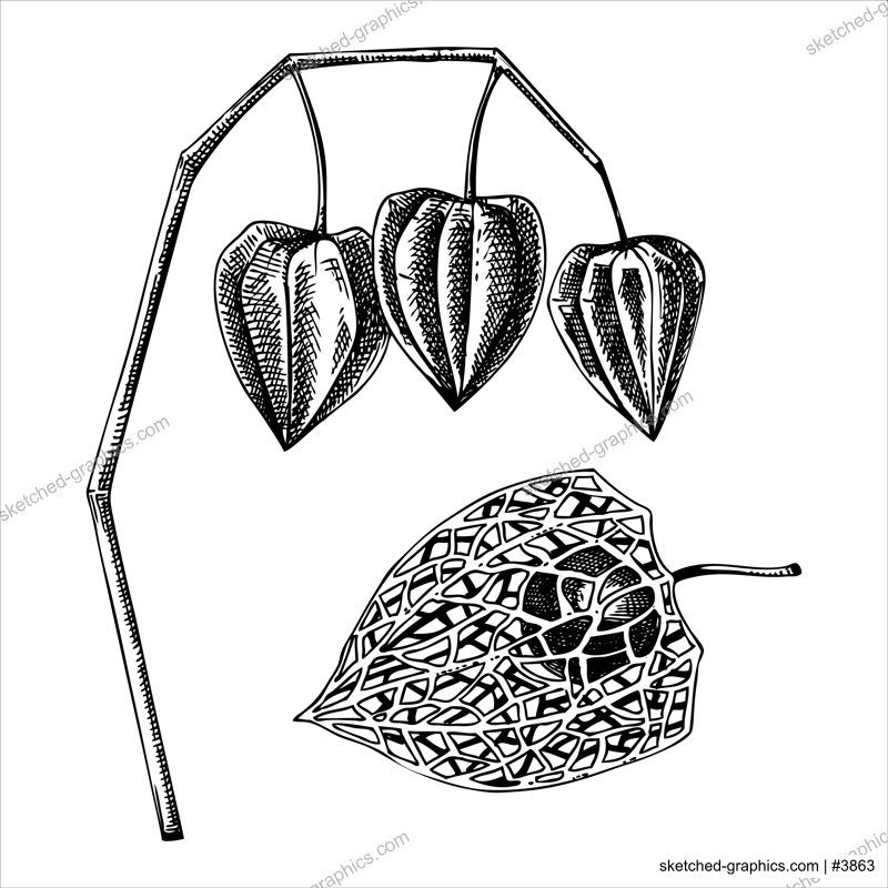 Decorative autumn plant sketch. Sketched physalis drawing. Hand drawn botanical element in vintage style. Sketched fall leaves illustrations. For Thanksgiving day design.