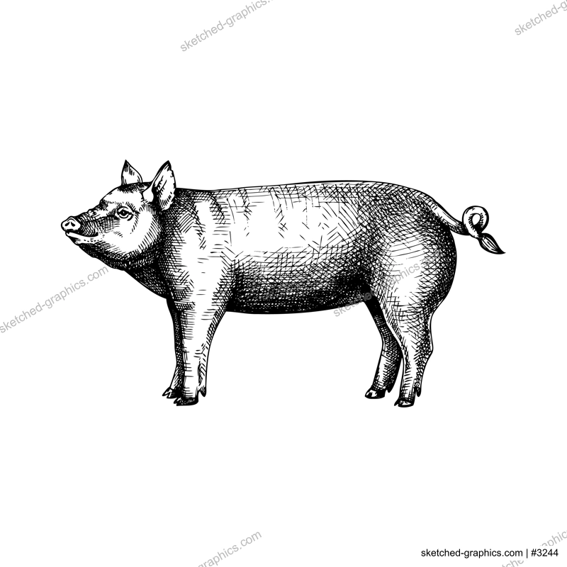 Hand-sketched pig illustration. Graphic hand-drawn sketch. Retro engraving with farm animal for menu restaurants, for packaging, markets and shops. Vector vintage pig illustrations.