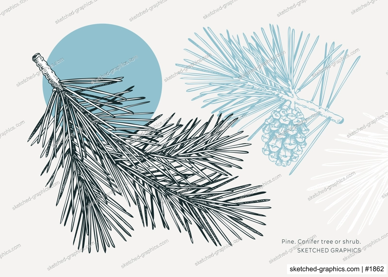Collage-style pine sketch. Conifer tree drawing. Winter tree branch with cone hand-drawn vector illustration. Christmas design element. NOT AI genereted
