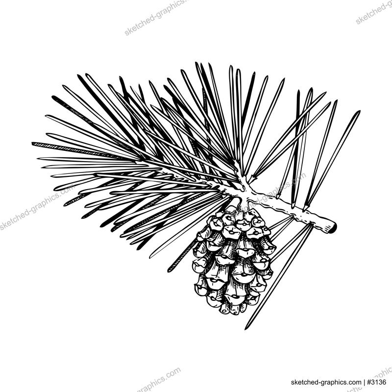 Pine sketch. Conifer tree with cone drawing. Winter tree branch hand-drawn vector illustration. Christmas design element. NOT AI genereted