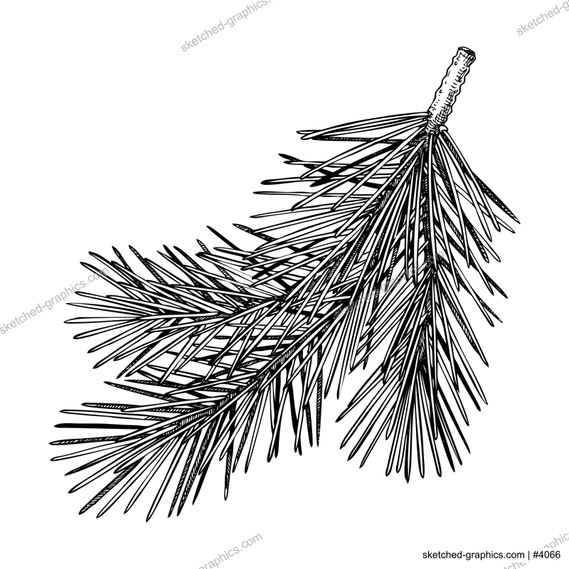 Pine sketch. Conifer tree drawing. Winter tree branch hand-drawn vector illustration. Christmas design element. NOT AI genereted