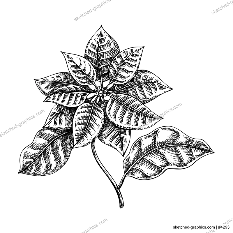 Poinsettia sketch. Vintage floral drawing. Winter flower hand-drawn vector illustration. Christmas design element. NOT AI generated