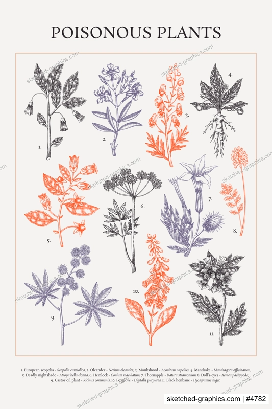 Poisonous plant hand drawn vector illustrations. Witch herbs in sketch style. Apothecary vintage poster design. NOT AI generated