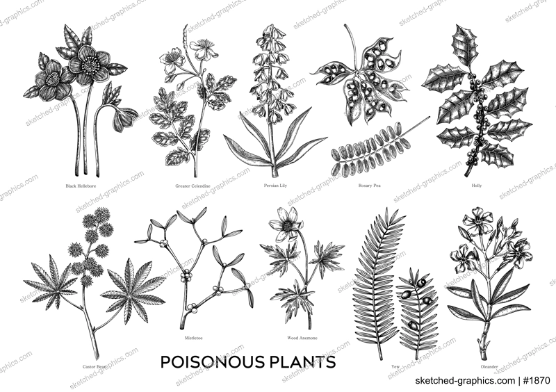 Poisonous plants botanical illustrations. Hand-drawn flowers and witch herb sketches. Witchcraft, herbal medicine, mythology design elements. NOT AI generated