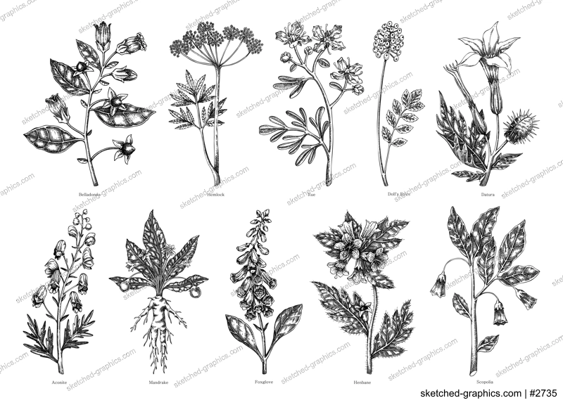 Poisonous plants botanical illustrations. Hand-drawn flowers and witch herb sketches. Witchcraft, herbal medicine, mythology design elements. NOT AI generated