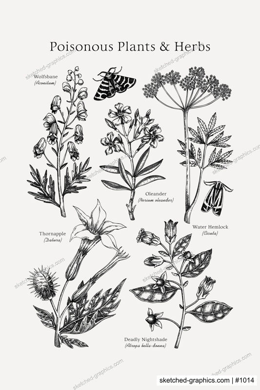 Poisonous plants poster design template. Botanical print. Witch herbs sketches collection. Vintage wall art. Hand drawn vector illustration. NOT AI generated