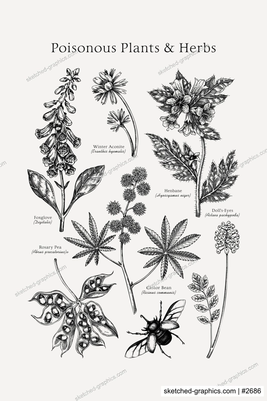 Poisonous plants poster design template. Botanical print. Witch herbs sketches collection. Vintage wall art. Hand drawn vector illustration. NOT AI generated
