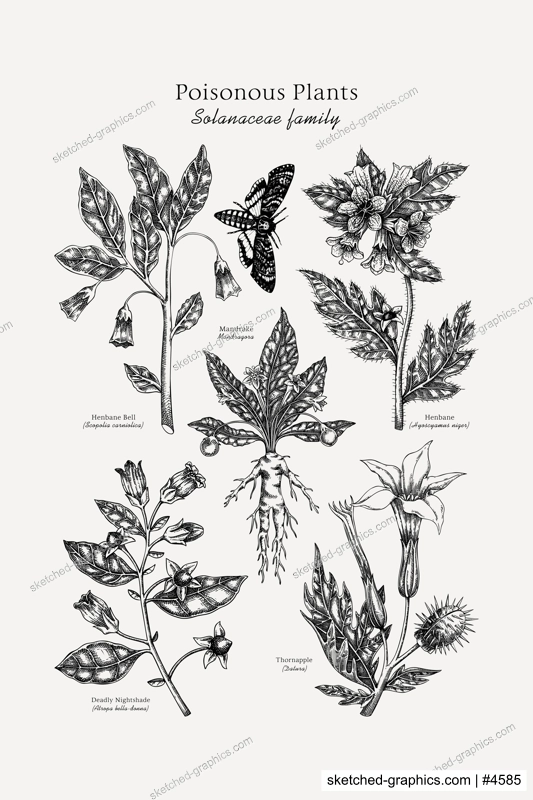 Poisonous plants poster design template. Botanical print. Witch herbs sketches collection. Vintage wall art. Science hand drawn vector illustration. NOT AI generated
