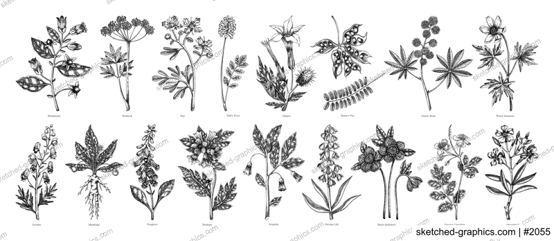 Poisonous plant hand drawn vector illustrations. Witch herbs in sketch style. Medicinal plants drawings. NOT AI generated