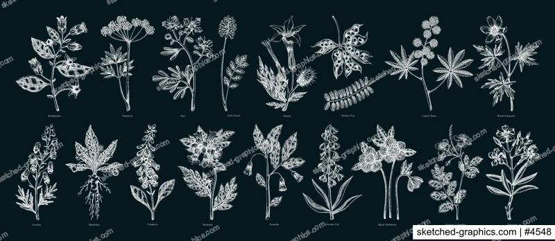 Poisonous plant hand drawn vector illustrations. Witch herbs in sketch style. Medicinal plants drawings on chalkboard. NOT AI generated