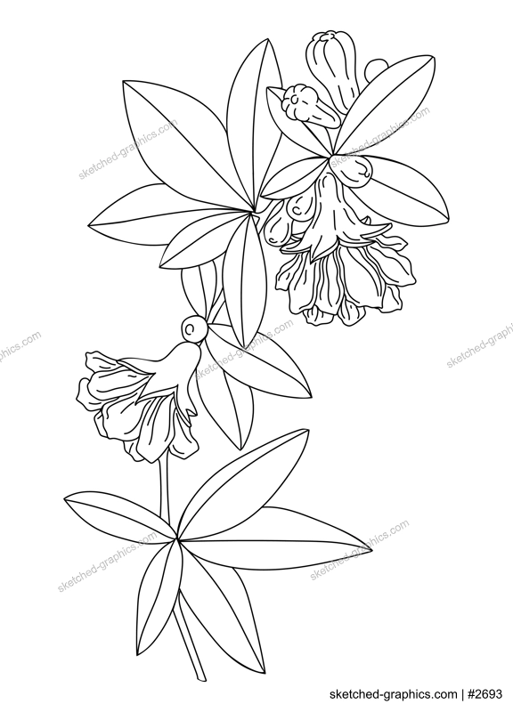 Pomegranate blossom. Delicate line art drawings of spring tree in flowers. Hand drawn crocus for pattern, logo, posters, invitation and greeting card design. Pomegranate illustration