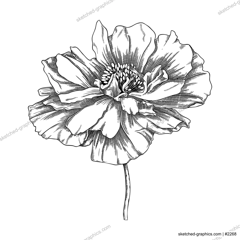 Elegant poppy illustration. Botanical drawing of summer flowers. Hand-drawn garden poppy bud. Engraved style floral drawing on white background. Hand-sketched flower for wedding or brand design