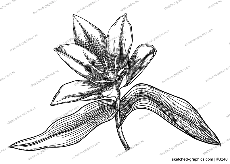 Elegant poppy illustration. Botanical drawing of summer flowers. Hand-drawn garden poppy bud. Engraved style floral drawing on white background. Hand-sketched flower for wedding or brand design