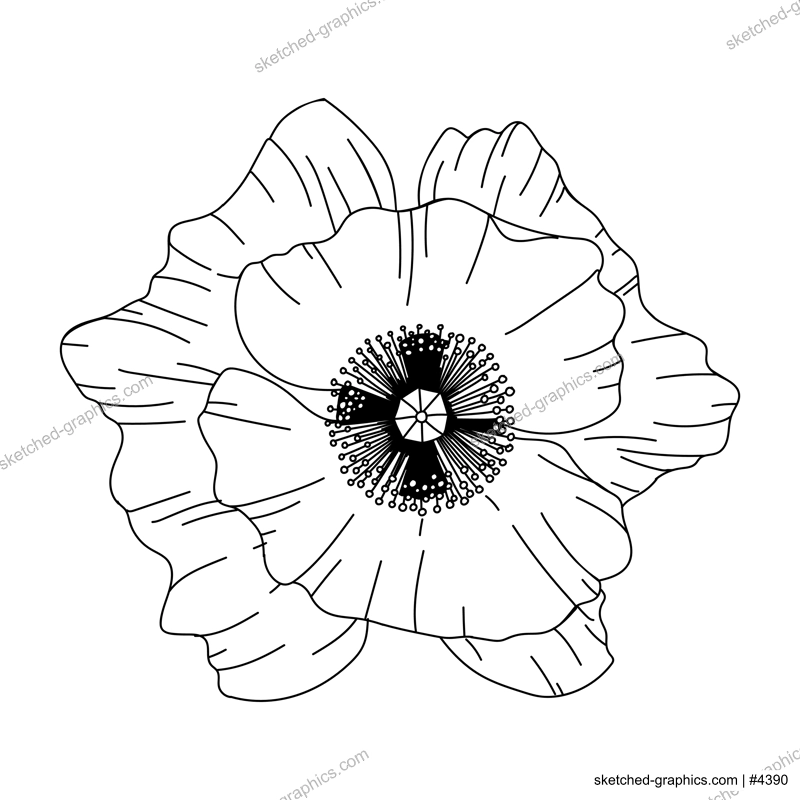 Poppy flower bud illustration. Modern botanical drawing for pattern, logo, template, banner, posters, invitation and greeting card design. Black poppy outline. Spring wild flower design.